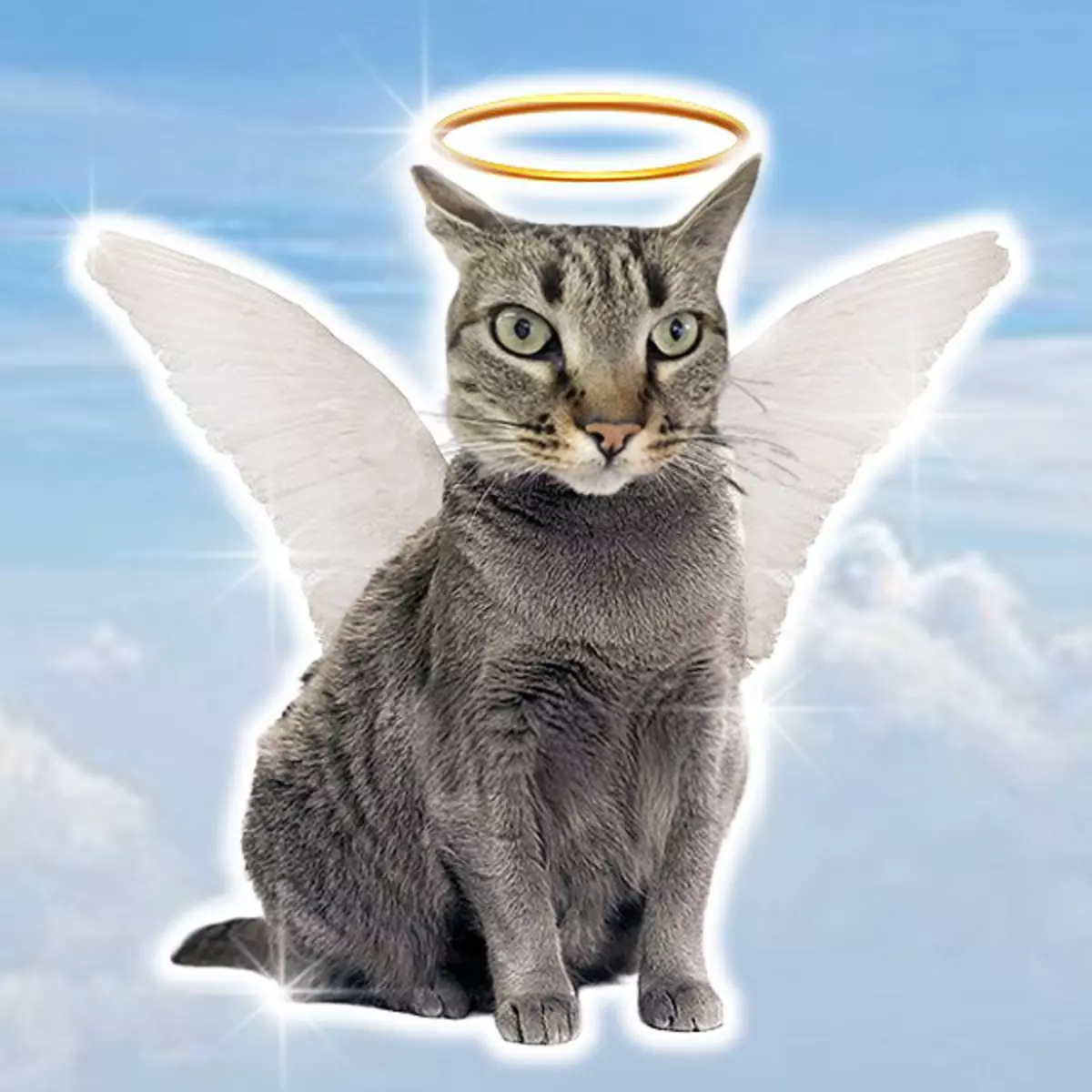 Waymo incident memorial for beloved bodega cat